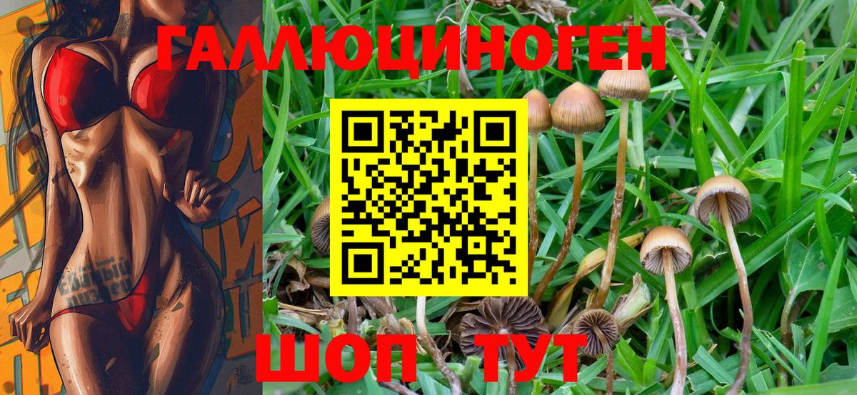 Киселёвск  Галлюциногенные грибы Psilocybine cubensis  Вход с VPN 